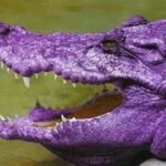 Bank herstofferen prijs zonder paarse krokodil